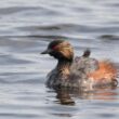 Sortie guidée dans le site ornithologique des Cinq Tailles