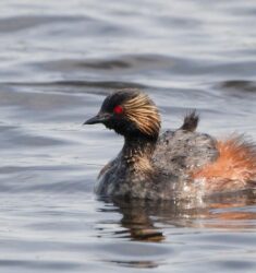 Sortie guidée dans le site ornithologique des Cinq Tailles