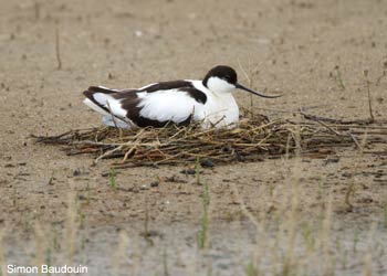 Avocette élégante (Recurvirostra avosetta)