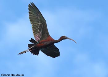 Ibis falcinelle (Plegadis falcinellus)