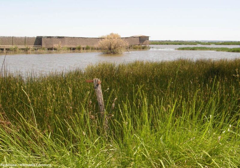 Observer les oiseaux dans une zone humide « secrète », la réserve de Mahistre et Musette (Gard)