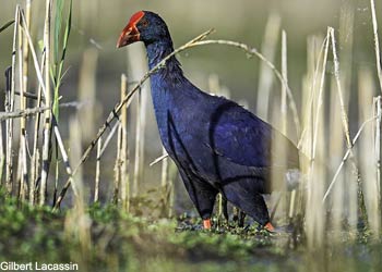 Talève sultane (Porphyrio porphyrio)