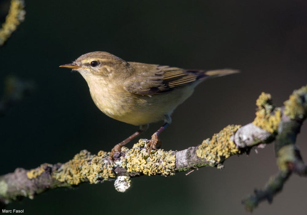 Pouillot fitis (Phylloscopus trochilus) de la sous-espèce nominale