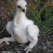 Un couple d’Aigles royaux a niché avec succès sur un palmier dans l’agglomération de San José, en Californie (États-Unis)