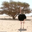 Trois Autruches d’Afrique sont nées en Arabie Saoudite au printemps 2024, plus de 80 ans après la disparition de l'espèce dans ce pays
