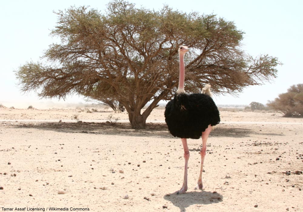 Autruche d’Afrique (Struthio camelus) mâle de la sous-espèce nominale