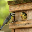 Comment réduire les risques d’échecs de nidification des oiseaux dans les nichoirs ?