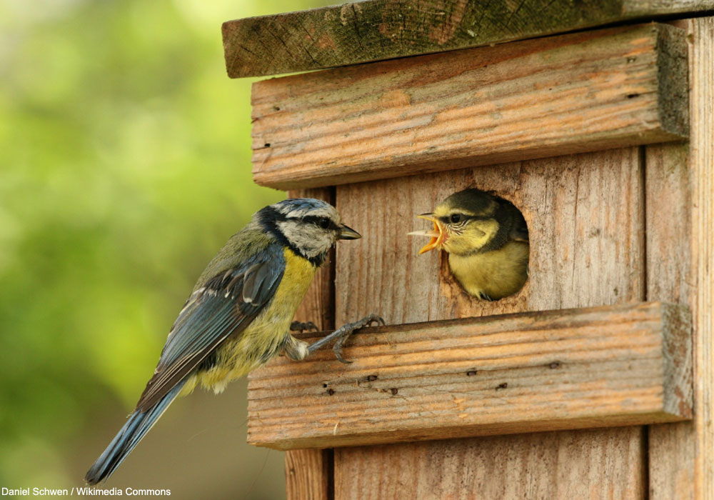 Mésange bleue et son petit