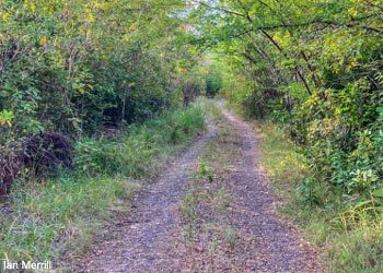 Forêt sèche le long du sentier de Praslin, à Sainte-Lucie