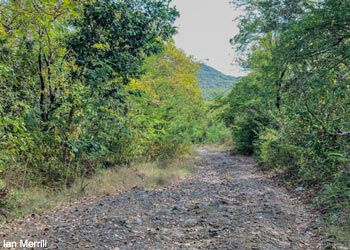 Forêt sèche de long du sentier de Grand Anse, à Sainte-Lucie
