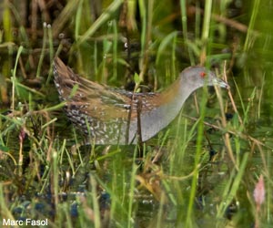 Marouette de Baillon (Zapornia pusilla)