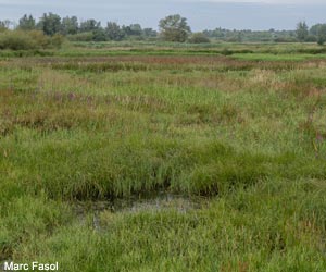 Vue d'une cariçaie (peuplement de laîches), dans la réserve naturelle de Viersels Gebroekt (Belgique)