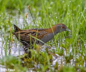 Marouette de Baillon (Zapornia pusilla)