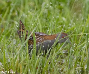 Marouette de Baillon (Zapornia pusilla)