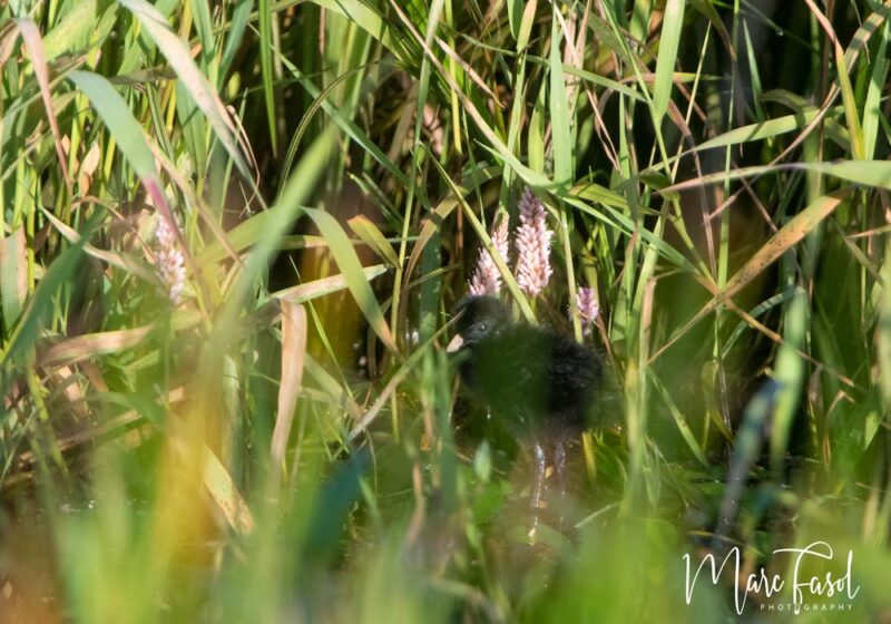 Trois poussins de Marouette de Baillon sont nés dans la réserve de Viersels Gebroekt (Belgique) en juillet 2024