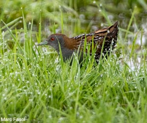 Marouette de Baillon (Zapornia pusilla)