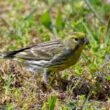 Serin cini sur l’île de Ré