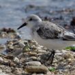 Bécasseau sanderling