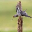 Quatrième concours de la « photo d’oiseau de l’année »