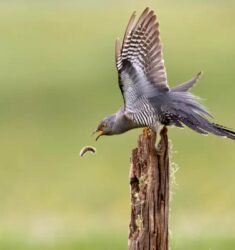 Quatrième concours de la “photo d’oiseau de l’année”