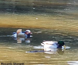 Canard mandarin (Aix galericulata)