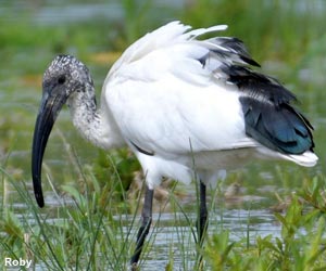 Ibis sacré (Threskiornis aethiopicus)