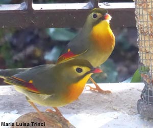 Léiothrix jaunes (Leiothrix lutea)