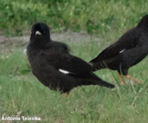 Martins huppés (Acridotheres cristatellus)