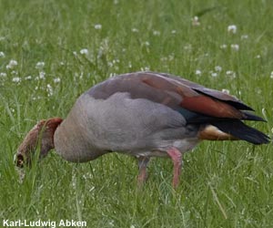 Ouette d’Égypte (Alopochen aegyptiaca)