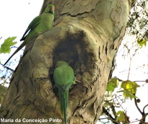 Perruches à collier (Psittacula krameri)