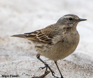 Pipit spioncelle (Anthus spinoletta) de la sous-espèce coutelli