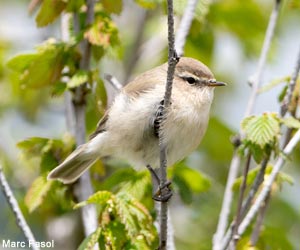 Pouillot de Lorenz (Phylloscopus sindianus lorenzii)