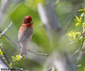 Roselin cramoisi (Carpodacus erythrinus) de la sous-espèce kubanensis 