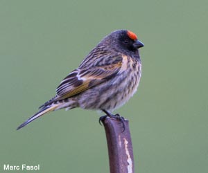 Serin à front rouge (Serinus pusillus)