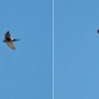 Le secteur de Minerve (Hérault), un bon coin pour observer les oiseaux méditerranéens et le Martinet cafre