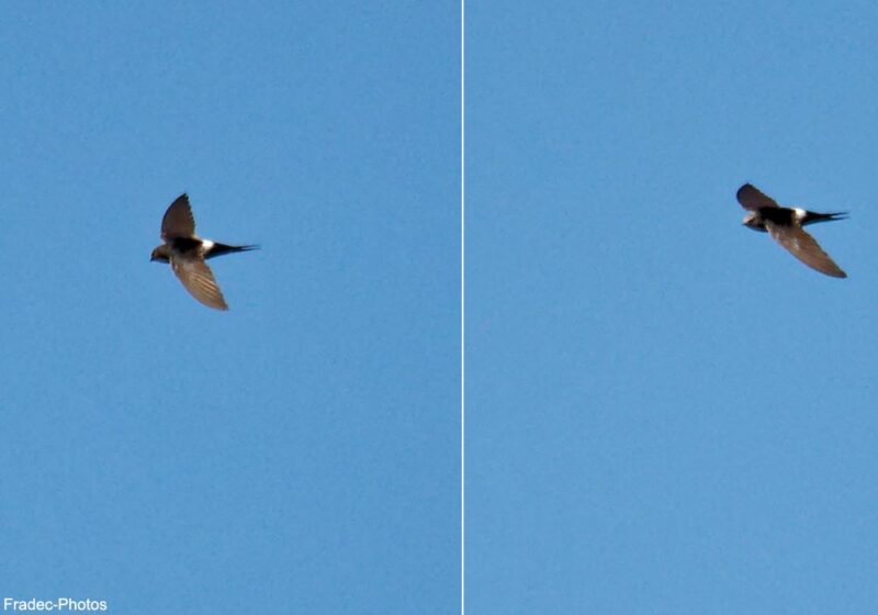 Le secteur de Minerve (Hérault), un bon coin pour observer les oiseaux méditerranéens et le Martinet cafre