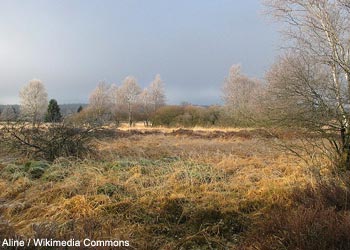 Vue de l'habitat du Tétras lyre sur le plateau des Hautes Fagnes (Belgique)