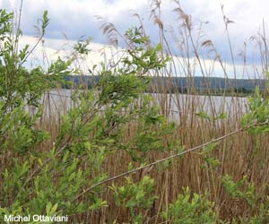 Habitat du Roselin cramoisi (Carpodacus erythrinus)