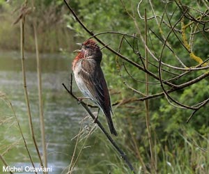 Roselin cramoisi (Carpodacus erythrinus) chanteur