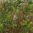 Observation fortuite d’un Roselin cramoisi chanteur sur les bords du lac de Madine en juin 2024, une première pour la Meuse