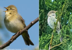 Pouillots fitis (Phylloscopus trochilus)