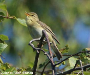 Pouillot fitis (Phylloscopus trochilus) au chant aberrant