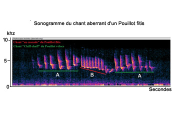 Sonogramme du chant aberrant d'un Pouillot fitis