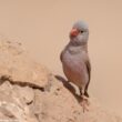 Premiers cas connus de nidification du Roselin githagine en milieu urbain en Algérie