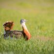 La petite population marocaine de Grandes Outardes serait en augmentation