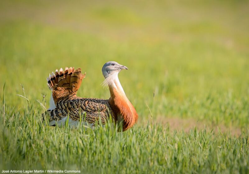 La petite population marocaine de Grandes Outardes serait en augmentation