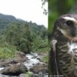 Le beau bilan d’une expédition scientifique menée en 2023 dans la forêt de Makira (Madagascar)