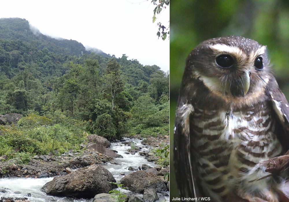 Forêt de Makala (Madagascar) et Chevêche à sourcils blancs (Athene superciliaris)