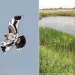 Deux jeunes Busards des roseaux au plumage spectaculaire en Grande-Bretagne en juillet 2024