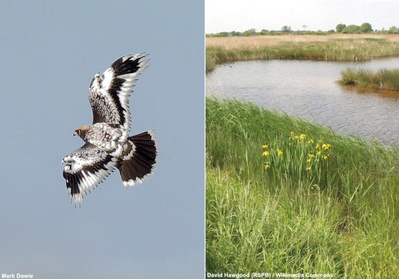 Deux jeunes Busards des roseaux au plumage spectaculaire en Grande-Bretagne en juillet 2024